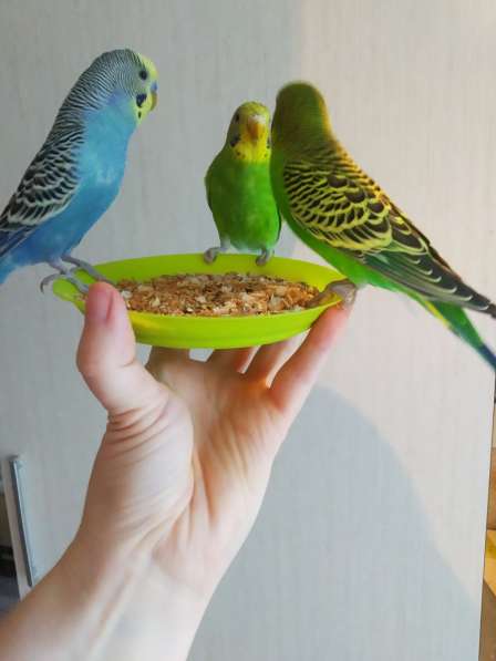 Волнистые попугаи -От Заводчика в Мытищи фото 3