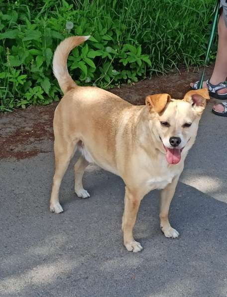 Уютный диванный пёсик в Санкт-Петербурге фото 3