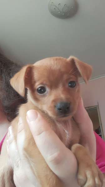 Той терьер щенки