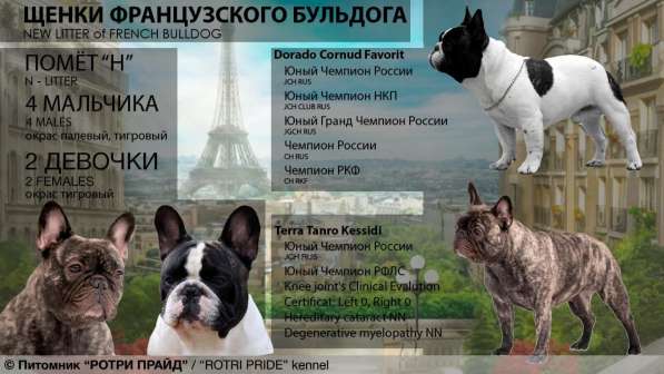 Щенки французского бульдога в Москве