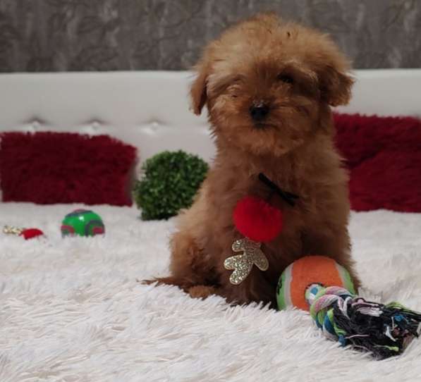 Maltipoo. Mini boy