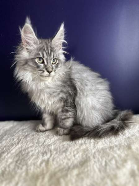 Котята Мейн Кун в Москве фото 3