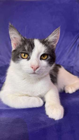 Замечательный котенок Лунтик ищет дом! в Москве фото 3