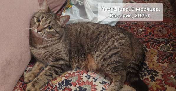 Отдам в добрые ручки сестричек-близняшек в Симферополе фото 4