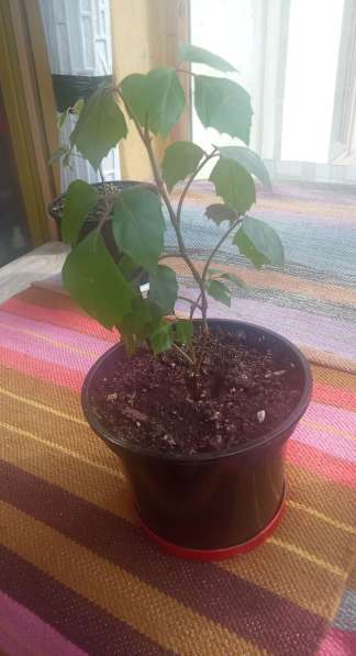 Березка молодая