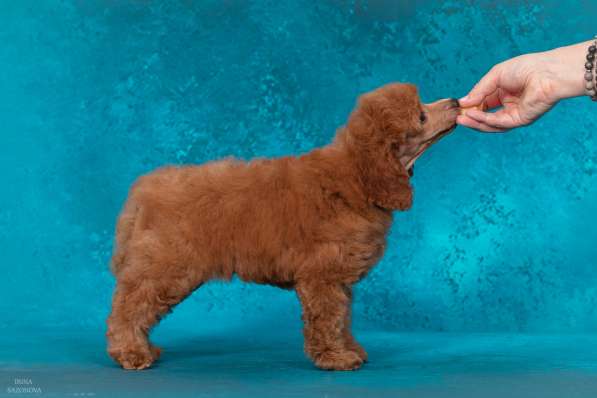 Миниатюрный пудель щенок в Москве