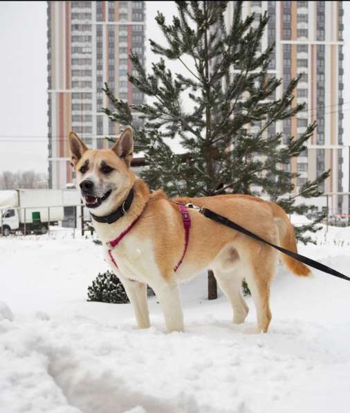 Красавчик пёс Макс в добрые руки в Москве