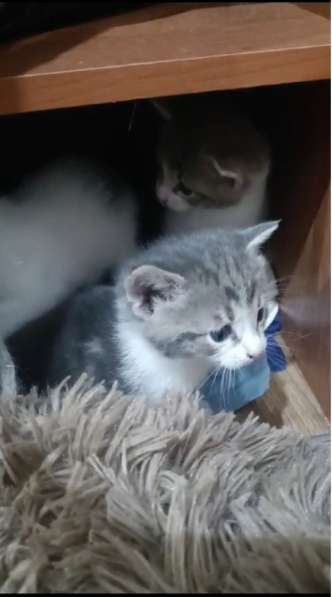 Котята в добрые руки бесплатно в Серпухове