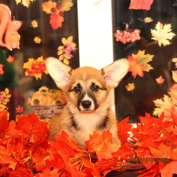 Щенки Вельш корги пемброк от sheltrok