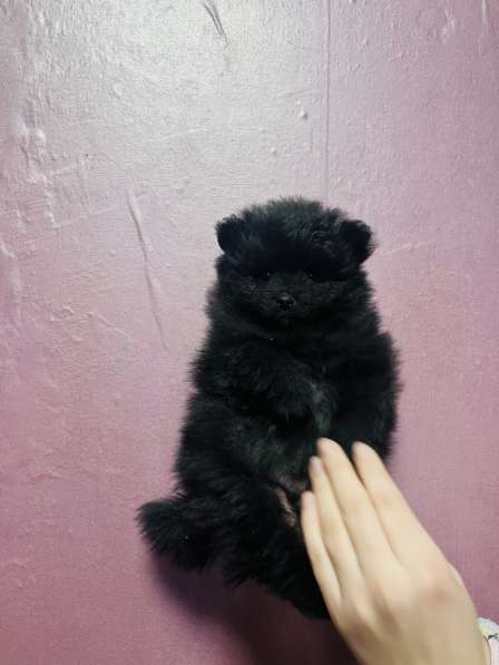 Померанский шпиц в Уссурийске фото 3