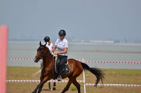 Лошадь - чистокровный ахалтекинец (возможна аренда) в Краснодаре фото 4