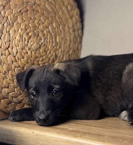 Щенки в Уфе фото 4