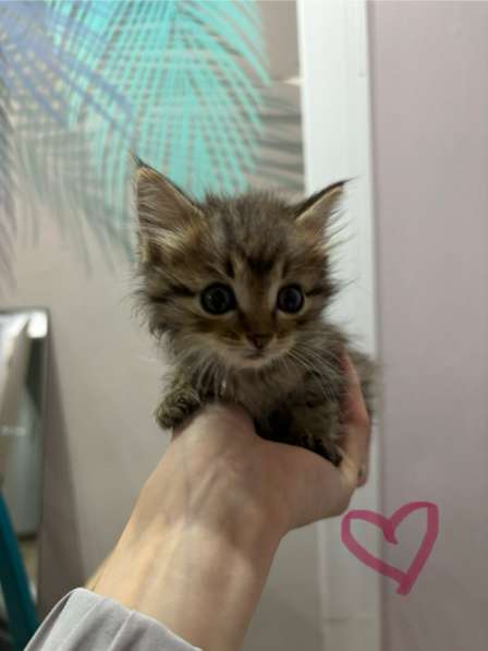 Подкинули котят ?отдаем в добрые руки