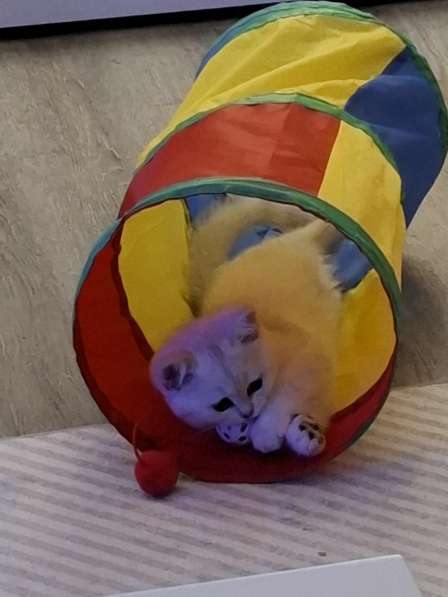 Британские котята в фото 5