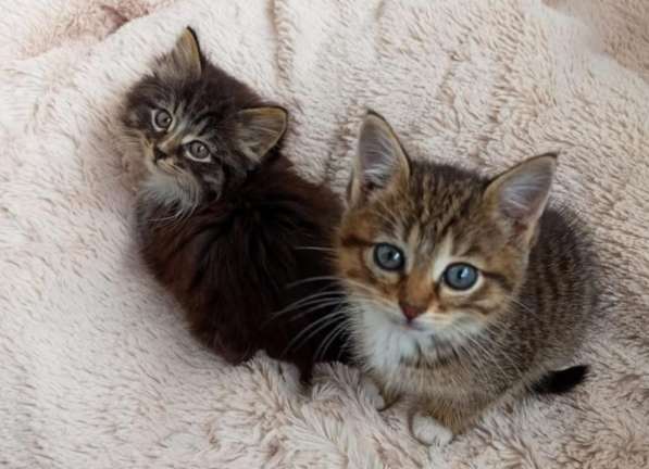 Котята в добрые руки. 1,5 мес в Москве фото 3