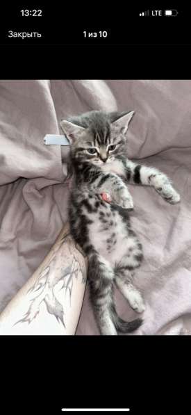 Котята шотландские