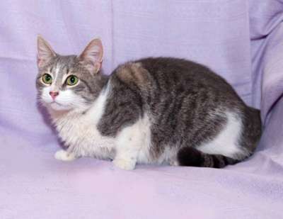 Отдам даром Очаровательная кошечка Элис в Санкт-Петербурге фото 3