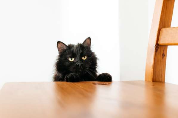 Черный пушистый кот Гриша в добрые руки в Москве фото 8