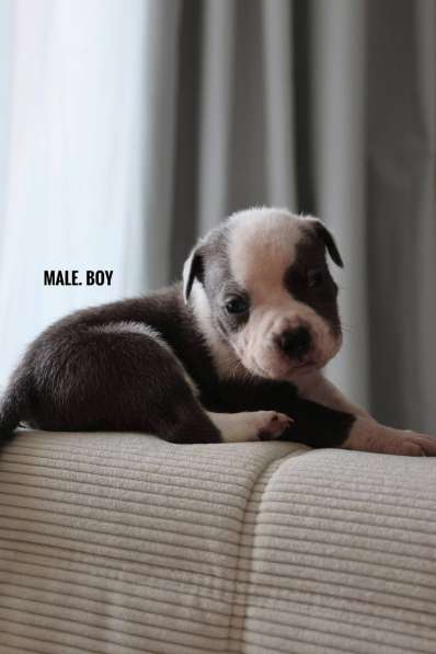American bully в 