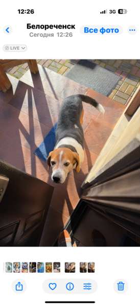 Ищет хозяина потерялся