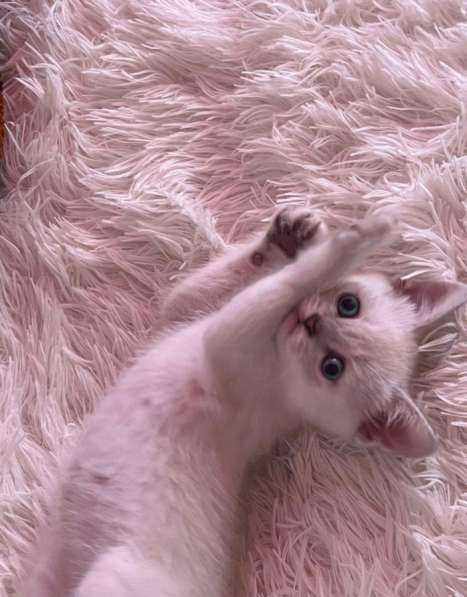 Котенок в Махачкале