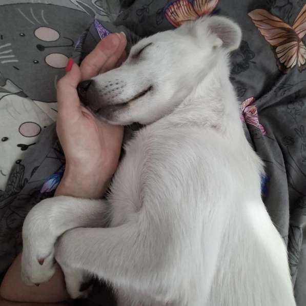 Невероятно красивый белый щенок в Санкт-Петербурге фото 6