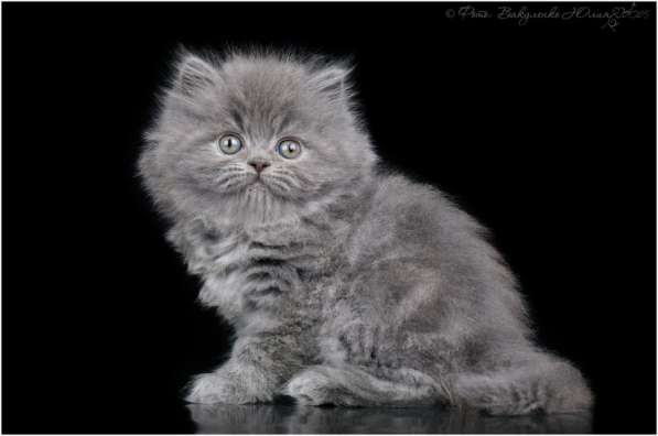 Продаются котята в Москве фото 3