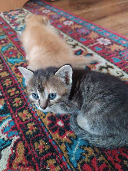 Котята от вислоухой кошечки в 