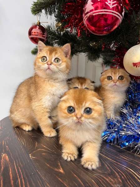 Шотландская золотая шиншила вислоухая в Новороссийске фото 4