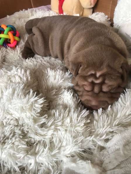 Продам щенков шарпая в Москве фото 7