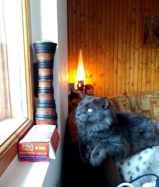 Разговорчивый Кузя, кото-пёс ищет дом в Москве фото 9