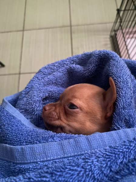 Продам щенка Чихуахуа в Москве фото 5