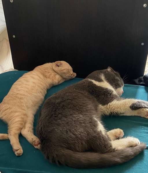 Отдам котов в добрые руки в Новотроицке