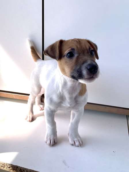 Jack Russell Terrier