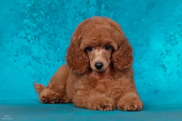 Миниатюрный пудель щенок в Москве фото 7