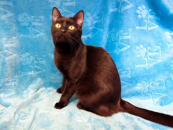 Весёлая чёрная кошечка с добрым сердцем в Санкт-Петербурге фото 3