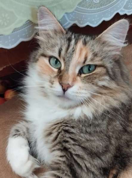 Кошка в добрые руки. Пушистая трехцветная Шаня в Москве