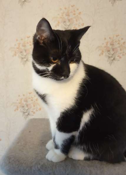 Замечательный молодой котик в Чебоксарах фото 6
