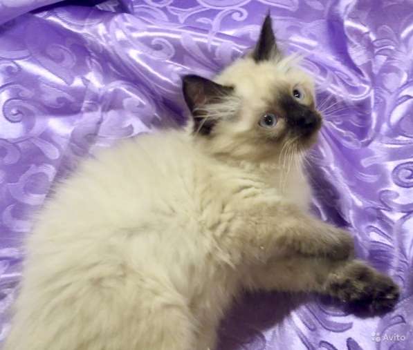 Котенок Невский маскарадный