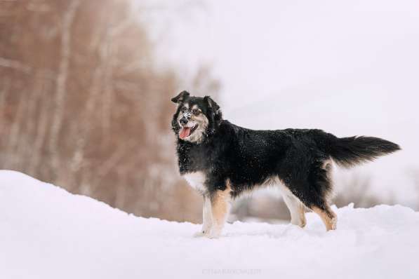 Пушистая весёлая Дакота ищет семью в Москве фото 37