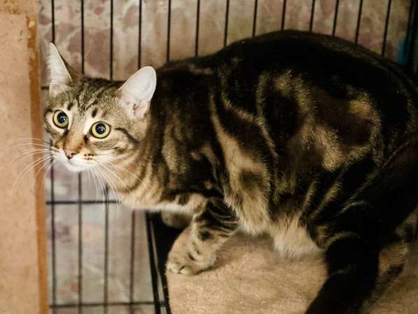 Ищет дом трепетная кошечка Тиффани в Москве фото 9