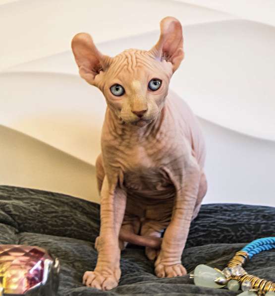 Малыш эльф Male elf cream в Москве фото 5