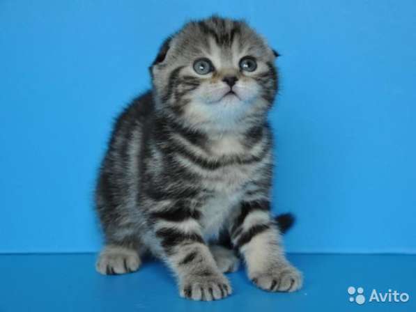 Котята -вислоухие и прямоухие в Костроме фото 6