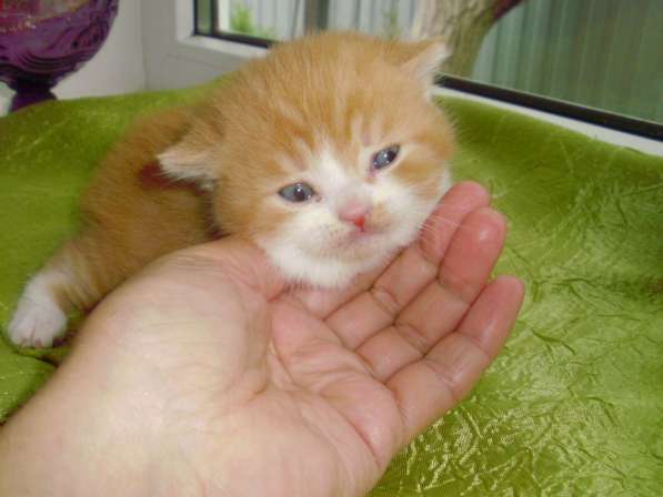 Британский котенок в Краснодаре фото 13