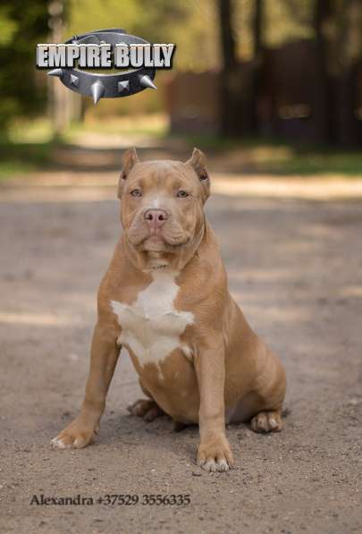 Американский булли. Щенки в фото 19