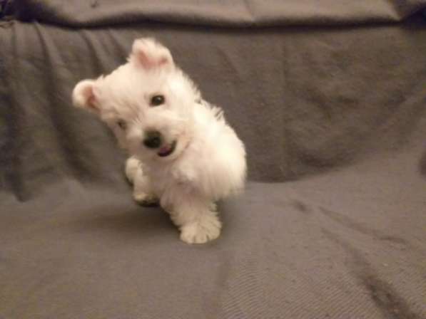 Щенки Вест-Хайленд-Уайт-Терьера в Москве фото 3