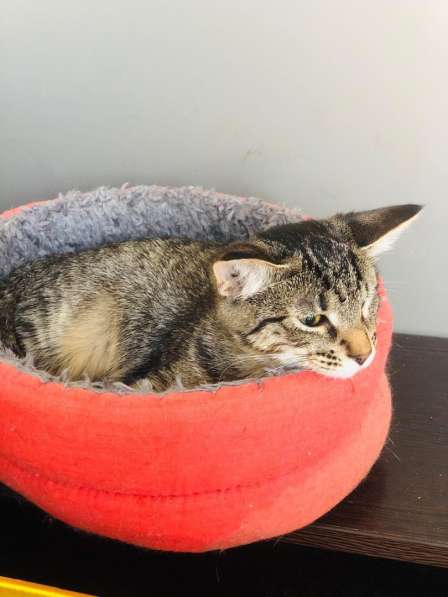 Мурлыка-котенок с дефектом глазика очень ищет дом в Санкт-Петербурге фото 12