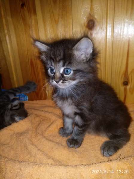 Отдам даром в Щербинке фото 7