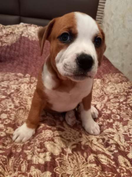 Продаю щенков амстаффа в Москве фото 3