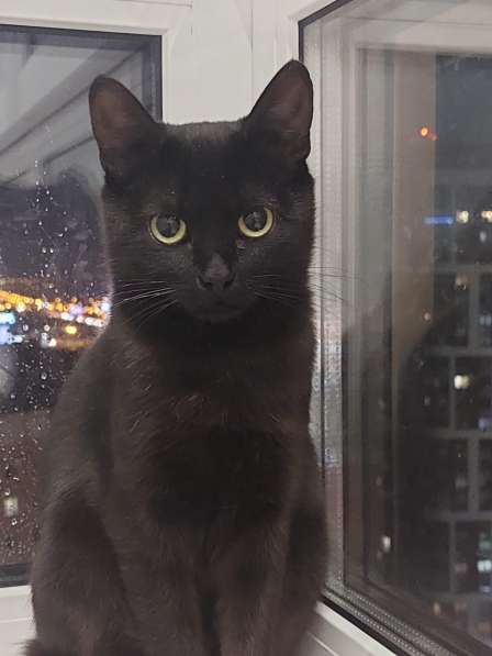 Кошка Чёрная Мамба ищет дом в Химках фото 9